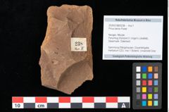 Foto (Objekt + Etikett) von Pinus laricio Poiret (NHMW-GEO-2024-0188-0238)